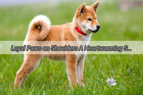 Loyal Paws on Shoulders A Heartwarming Story of Unconditional Love